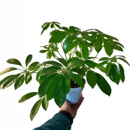 szeflera-drzewiasta-zywy-oczyszczacz-powietrza-ladne-duze-sadzonki-xl-p13