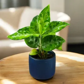 aglaonema-pictum-tricolor-kolekcjonerska-ocieplacz-gratis-d6cm