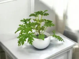 geranium-anginka-roslina-lecznicza-pelargonium-graveolens-cytrynka