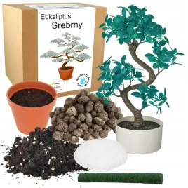 zestaw-do-uprawy-eukaliptus-niebieski-srebrny-drzewko-bonsai-wieloletni