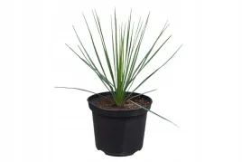 yucca-thompsoniana-juka-mrozoodporna-20-30cm