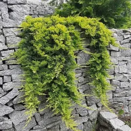 jalowiec-plozacy-golden-carpet-juniperus-horizontalis