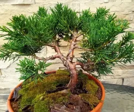 jalowiec-shimpaku-doskonala-sadzonka-na-bonsai