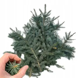 galazki-swierkowe-zywe-2-3kg-na-stroik-zielone-galazki-swiateczne-swierk
