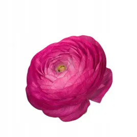 jaskry-rozowe-jaskr-azjatycki-ranunculus-pink-zestaw-30szt