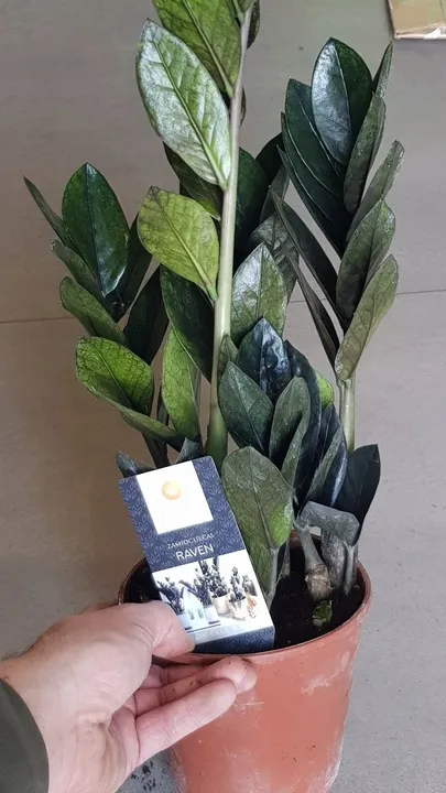 zamiokulkas-raven-zamia