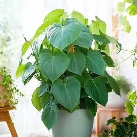philodendron-fuzzy-petiole-kwiat-filodendron-odmiany-roslina-kolekcjonerska