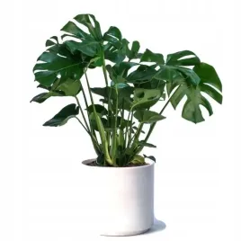 monstera-dziurawa-deliciosa-xl-bestseller