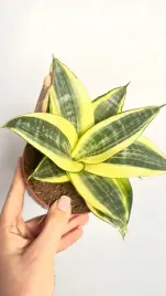 sansevieria-golden-hahnii-or-roslina-z-zelaza-z-pieknym-wybarwieniem