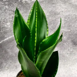 sansevieria-trifasciata-grey-stripe-unikatowa-przepiekna