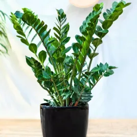 zamioculcas-zamiifolia-pancerny-zamiokulkas-zamiolistny-duzy-zelazny-gesty