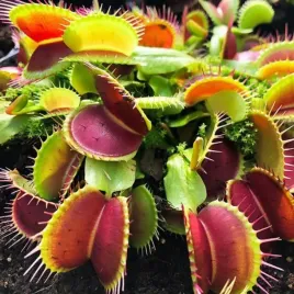 mucholowka-roslina-owadozerna-rozmiar-xxxl-gigant-chetnie-zjada-muchy-owady