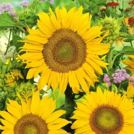 slonecznik-ozdobny-sunspot-karlowy-doskonaly-do-uprawy-na-doplaty-1kg