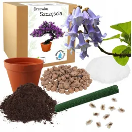 zestaw-do-sadzenia-bonsai-paulownia-cesarska-drzewko-do-samodzielnej-uprawy
