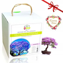 paulownia-drzewko-bonsai-zestaw-do-uprawy-prezent-na-dzien-babci