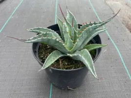 agave-havardiana-agawa-mrozoodporna-sadzonka-c3