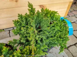 jalowiec-rozeslany-procumbens-nana-plozacy-prawdziwe-zdjecia