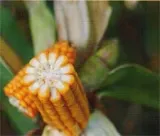kukurydza-tonacja-rodzaj-rosliny-inny