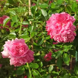 roza-pnaca-super-dorothy-rosa-w-doniczkach-p11-wysokosc-30-50-cm