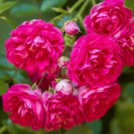 roza-pnaca-excelsa-rosa-w-doniczkach-p11-40-60-cm