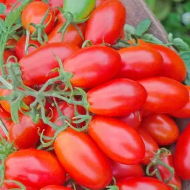 pomidor-malinowy-smaczek-01g-nasiona-torseed