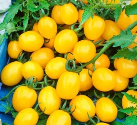 pomidor-cytrynek-groniasty-nasiona-01g-torseed