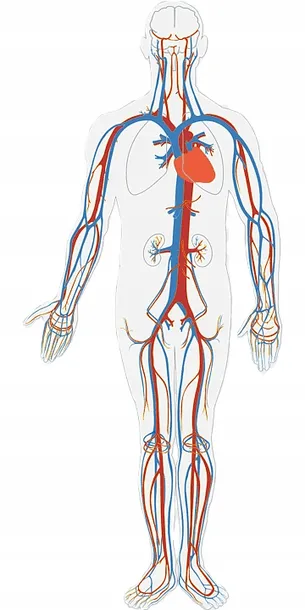 diovena-max-diosmina-hesperydyna-serce-krazenie-activlab-30-tabletek-liczba-sztuk-30-szt