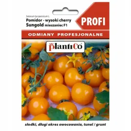 pomidory-sungold-karlowy-pomaranczowy-czeresniowy-wysoki-8szt-profi