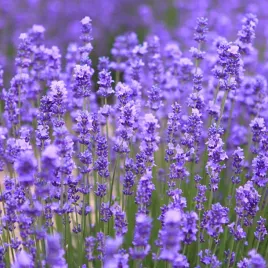 nasiona-lawenda-lekarska-wieloletnia-miododajna-roslina-plantico