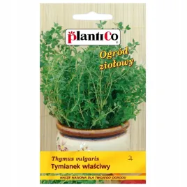 tymianek-wlasciwy-wieloletni-miododajny-aromatyczny-nasiona-plantico