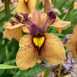 irys-pseudata-iris-yarai-piekne-pomaranczowe-kwiaty