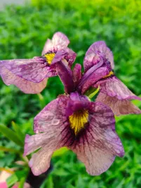 irys-pseudata-yoru-no-akar-zjawiskowy-kolor