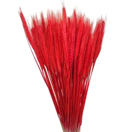 pszenzyto-wiazka-czerwono-pomaranczowe