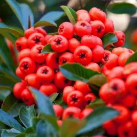 ognik-szkarlatny-czerwony-kuntayi-pyracantha-coccinea-doniczka-2-0l