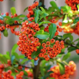 ognik-szkarlatny-rufin-pyracantha-coccinea-pomaranczowy