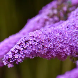 budleja-dawida-zofia-karlowata-mala-buddleja-davidii-doniczka-2-0l