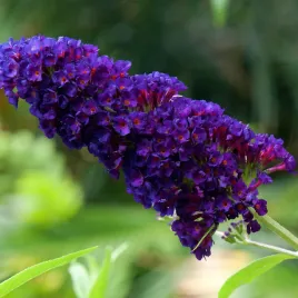 budleja-dawida-black-knight-buddleja-davidii-doniczka-2-0l