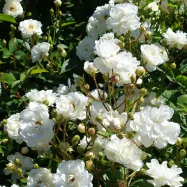 roza-okrywowa-alba-meidilan-biala-rosa-doniczka-2-0l