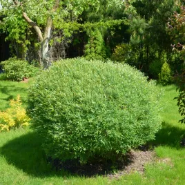 wierzba-purpurowa-nana-miniaturka-salix-purpurea-doniczka-2-0l