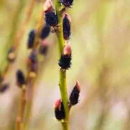 wierzba-kurome-czarne-bazie-salix-gracilistyla-doniczka-2-0l
