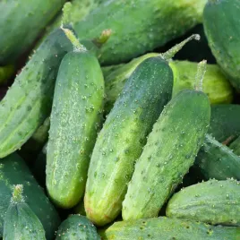 ogorek-regina-f1-nasiona-warzyw-wyrownane-smaczne-owoce-gruntowe