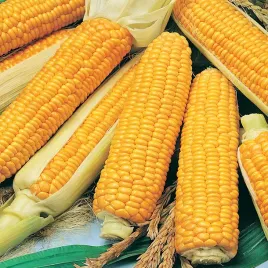 kukurydza-cukrowa-zlota-karlowa-nasiona-kukurydzy