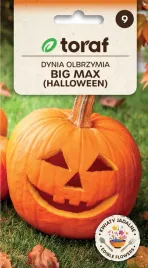 nasiona-toraf-dynia-olbrzymia-big-max-4g