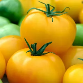 pomidor-gruntowy-wysoki-yellowstone-nasiona-warzyw-pomidorow-pomidory