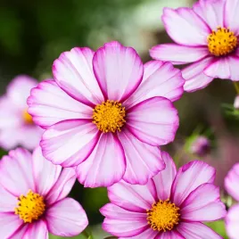 onetek-picotee-cosmos-bipinnatus-nasiona-kwiatow-dwubarwne-platki