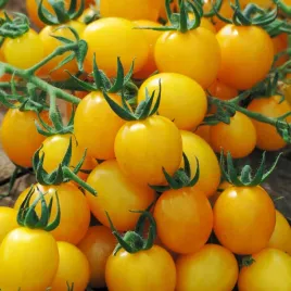 pomidor-koktajlowy-karlowy-aztek-niski-balkonowy-zolty-nasiona-warzyw