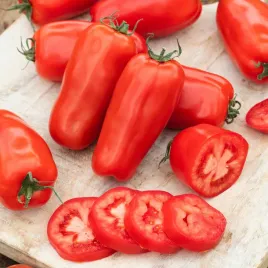 pomidor-gruntowy-sanmaro-f1-podluzne-owoce-nasiona-warzyw-pomidorow