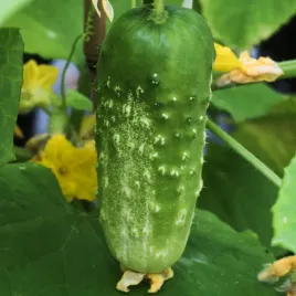 ogorek-marieta-f1-nasiona-warzyw-gladkie-smukle-chrupkie-owoce