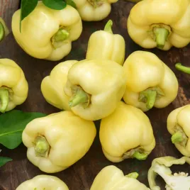 papryka-montana-zolta-duza-stozkowa-do-uprawy-w-gruncie-i-szklarni-nasiona