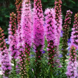 liatra-klosowa-rozowa-nasiona-kwiatow-przyciaga-motyle